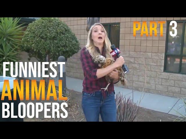 Funniest Animal Bloopers on Live TV Part 3