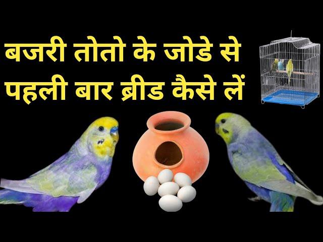 How To Breed Budgies First Time | बजरी तोतो से पहली बार ब्रीड कैसे लें