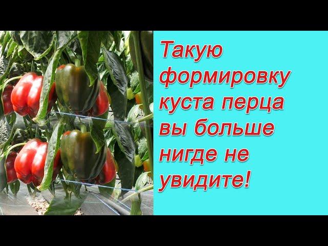 Формируем сладкий перец в один стебель- поразительный результат!