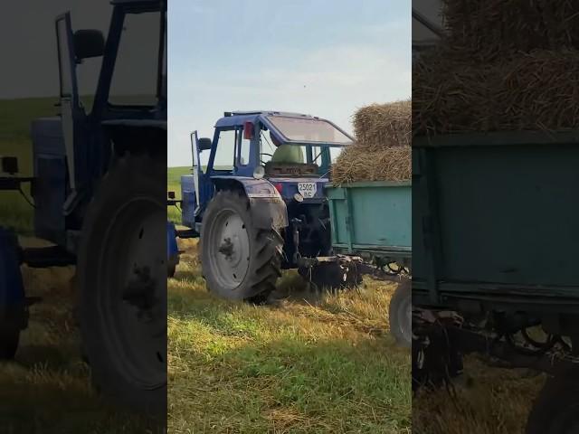 #мтз #трактор #фермер #мтз80 #tractor #agriculture #західнаукраїна #болото #тракторист