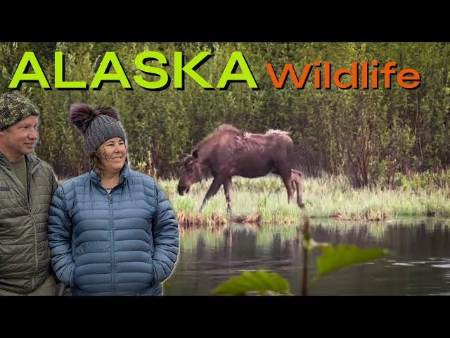 🫎GREETED BY A MOOSE🫎 ….Our First Alaskan Wildlife Encounter!  Warning…NOT DOG FRIENDLY!