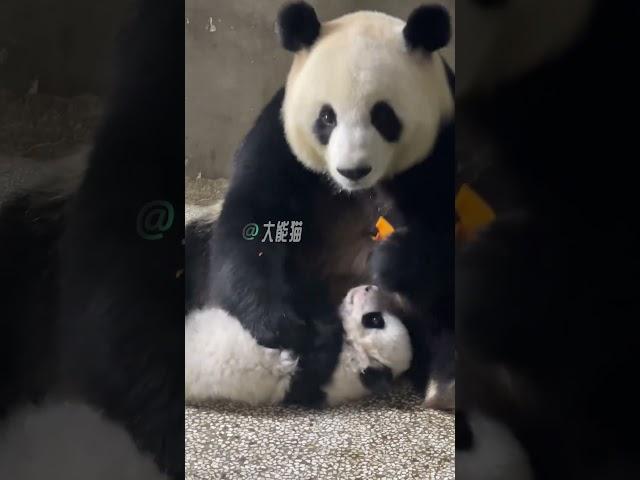 XiaoXin, the beautiful Panda mukbanger & her first baby