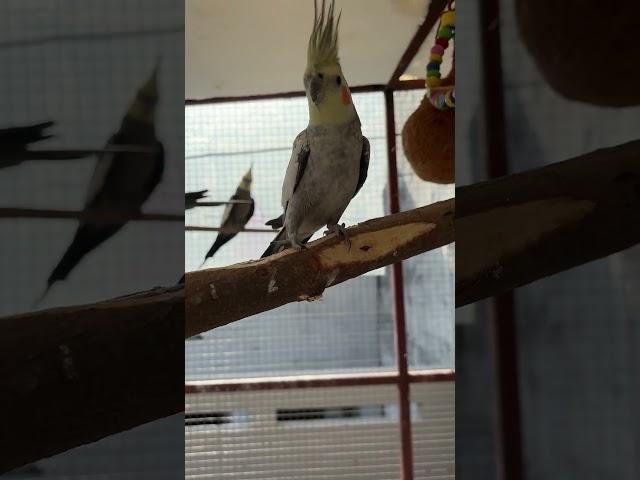 Releasing Cockatiel in Open Aviary (Master Cage) #birds #parrot