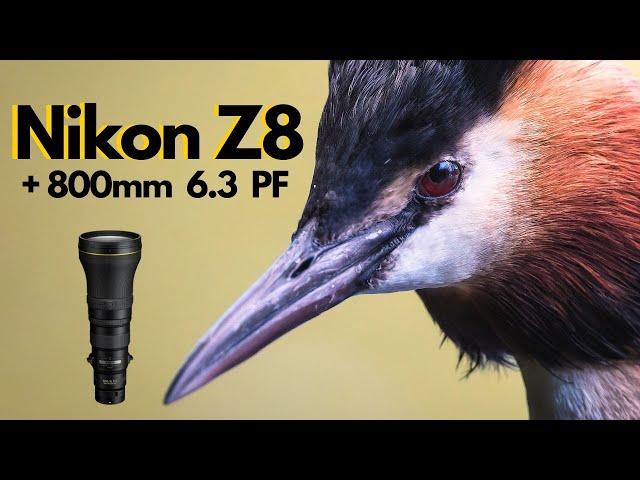 Nikon Z8 and 800mm 6.3 PF lens.....INCREDIBLE - Wildlife Bird Photography