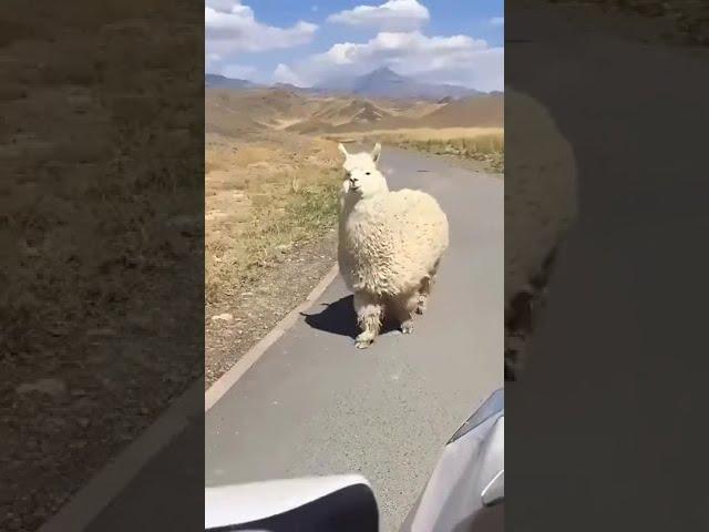 Funny Alpaca Walking Down The Street | RELAX With Nature