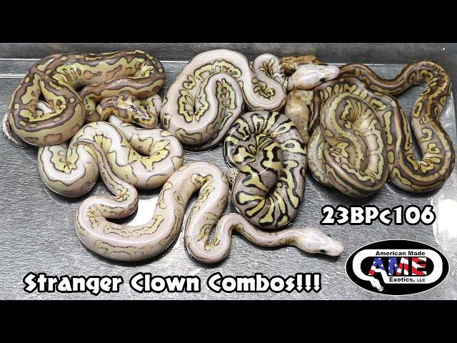 Stranger Clown Combos!! 23BPc106 AME