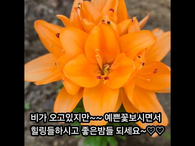 #금화다육 #라이브방송 #다육식물 #수입다육