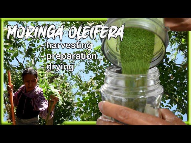 How to make Moringa leaves Powder | harvesting, preparation and drying