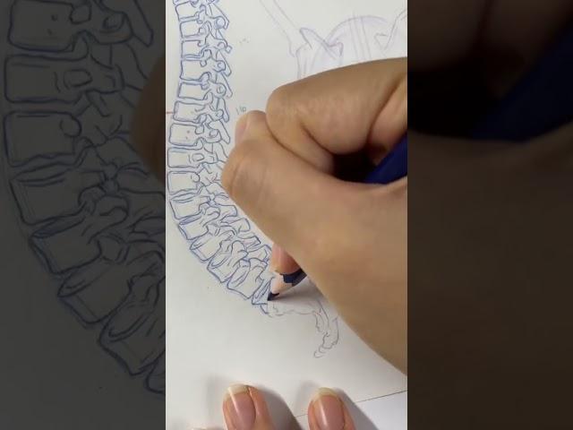 spiness #skeleton #spine #sketching #sketches #smallartist #drawing #humanskeleton #anatomy