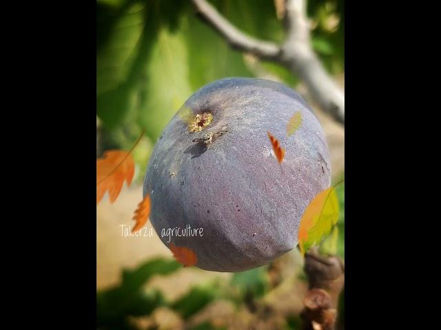 Cératite (mouche méditerranéenne des fruits) ذبابة الفاكهة المتوسطية