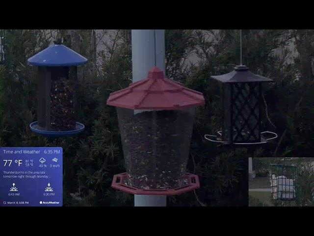 Orlando Florida Bird Cam  WE 03/08/2025