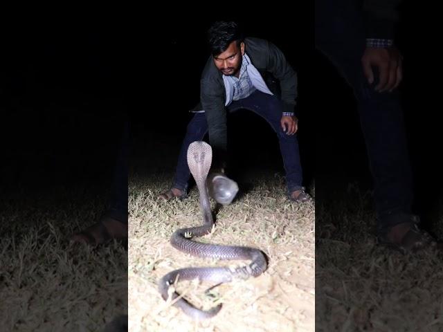 big size Indian spectacle cobra #viralshort #rescue #cobra