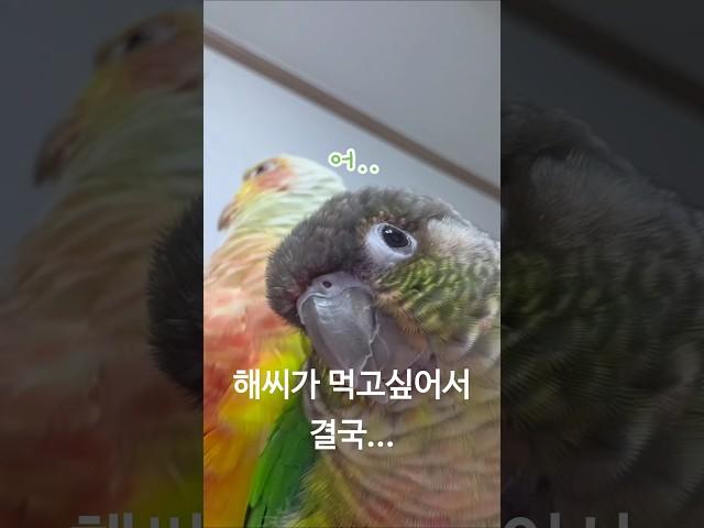 집사가 잠시 화장실 간 사이에..    #코뉴어 #앵무새 #앵집사 #그린칙 #옐로우사이드 #썬칙 #집사 #반려동물 #conure #parrot #greencheek #pets