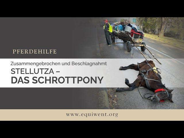 Zusammengebrochen und Beschlagnahmt – Stellutza, das Schrottpony