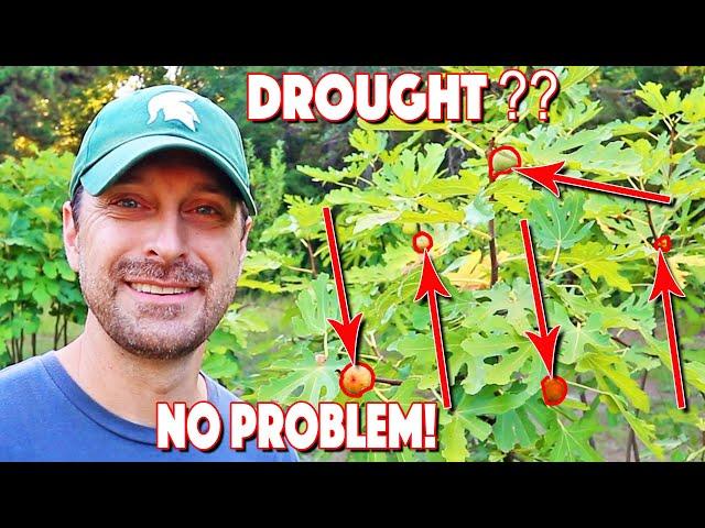 Drought Tolerant Fruit Trees And Vegetables To Plant Now!