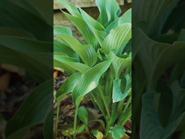 How to Grow an Amazing Shade Garden