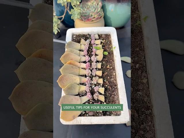 Succulent Plants for Beginners: Essential Care Secrets You NEED to Know