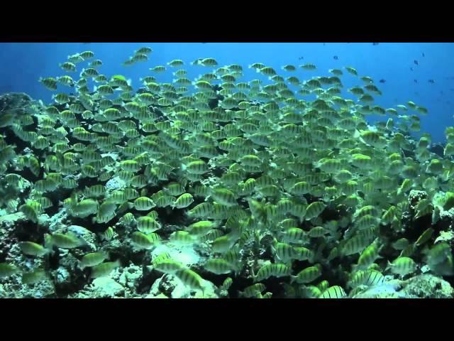 Maldivien Reef in Motion by www.FotoDive.ch