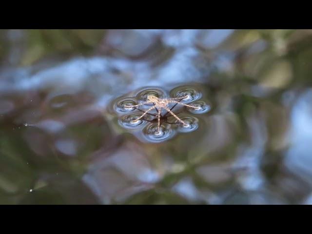 Spider walking on water ... getting FISHED (slow motion)