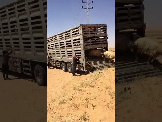 اشتركو بقناتي مربي الاغنام غنم جبل