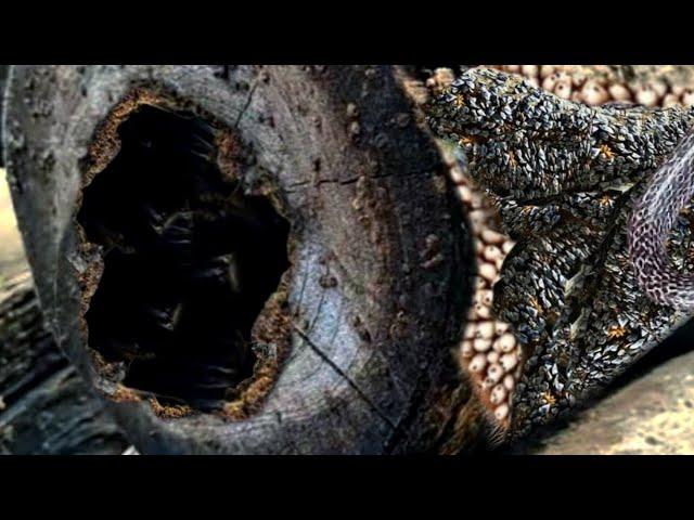 Horrifying discovery while sawing wood in the Amazon rainforest || Sawmill