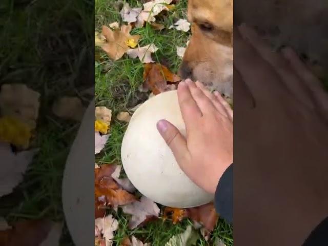 Puffball mushroom picking