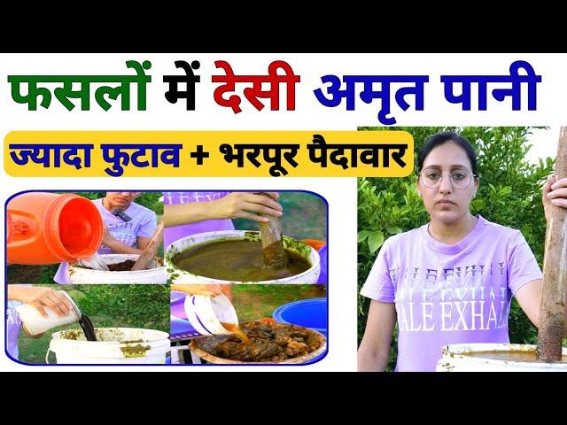 अधिक पैदावार के लिए फसलों में अमृत पानी | easy and fast amrit pani organic fertilizer preparation