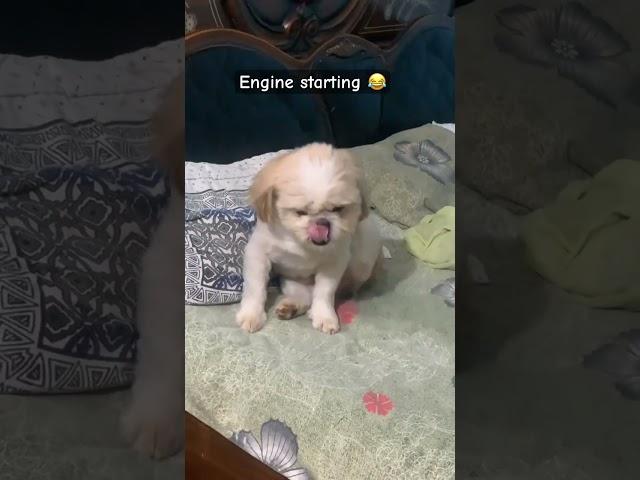 #levi #dog #youtubeshorts #shihtzu #ytshorts #ytshortsindia #shorts #funny