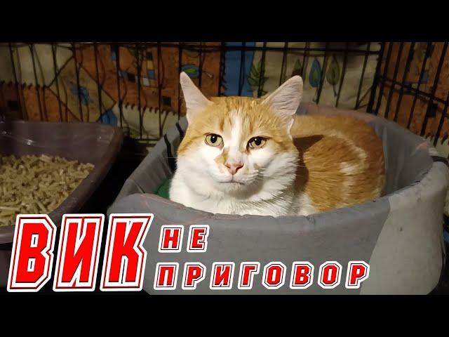 ВИК не приговор.