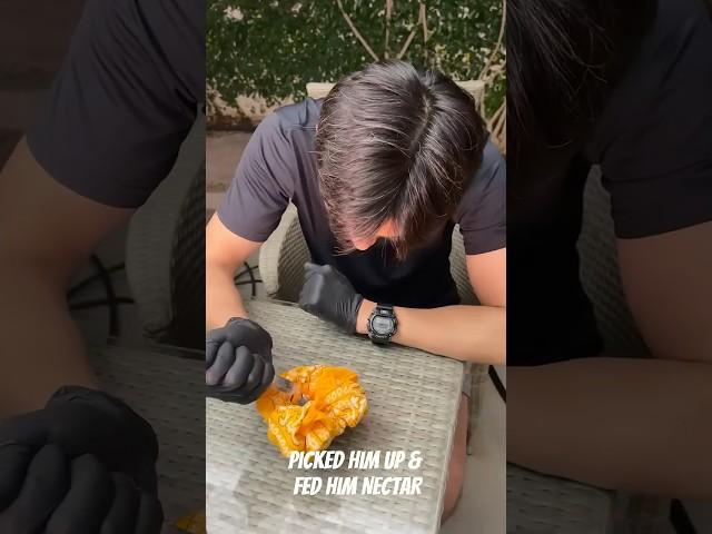When a Nurse Nurses a Hummingbird 