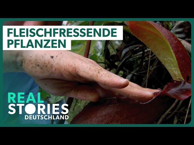 XXL-Doku: Killer Pflanzen: Das Geheimnis fleischfressender Pflanzen | Real Stories DE