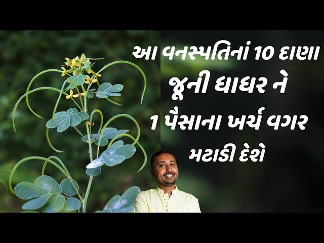 આ વનસ્પતિનાં 10 દાણા જૂની ધાધરને 1 પૈસાનાં ખર્ચ વગર મટાડી દેશે || Ringworm Treatment