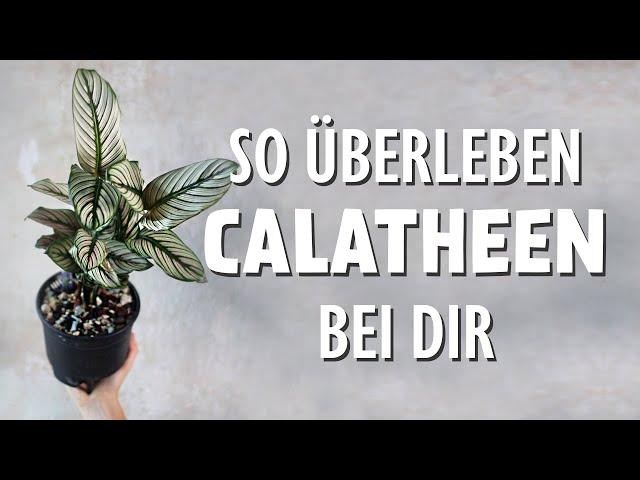 So bleibt eine Calathea am Leben ohne Wurzelfäule (in mineralisches Substrat umtopfen mit Anleitung)