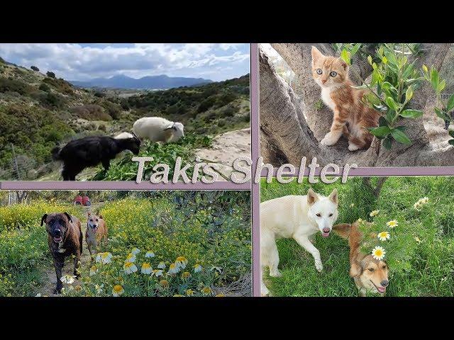 Takis Shelter | The Most Beautiful Animal Shelter In Greece 