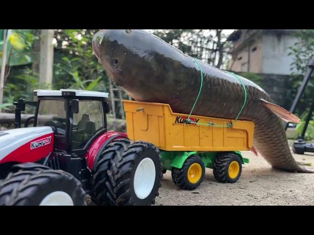 part2 Catch big fish with mini water pump. Homemade tractor to bring big fish