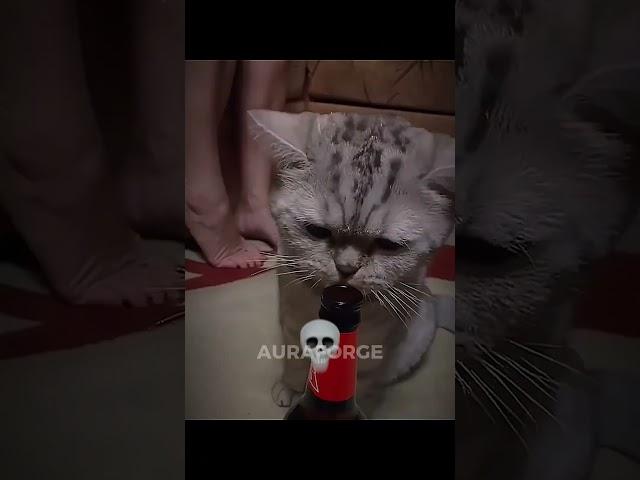 Last Cat Was Getting Handy | Cats Can't Help Humans