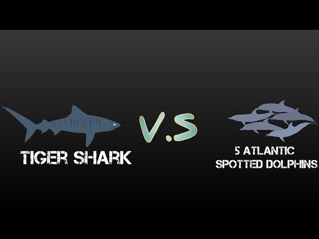 tiger shark vs 5 atlantic spotted dolphins