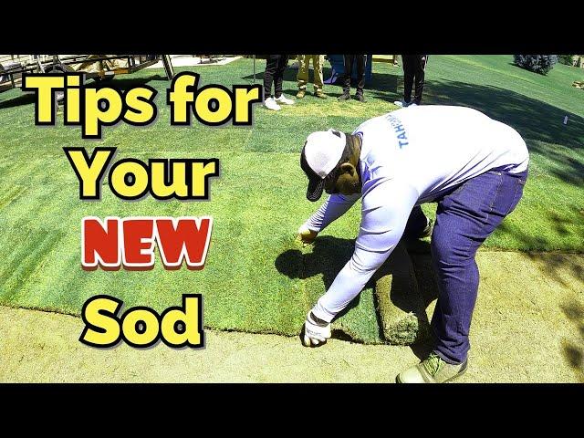 5 Major Tips you Must do to your NEW SOD or it will die !!