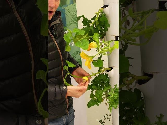 Christmas Countdown: Touring Our Tower Garden with Rare Turks Turban Squash 