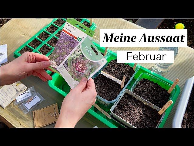 Meine Aussaat im Februar - Gemüse & Blumen - Tipps zu Saatgut & Aussaat