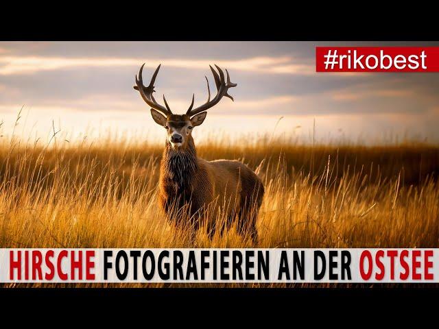 Fotografieren wie ein Profi: Atemberaubende Hirschbrunft an der Ostsee!  Canon R5 MKII im Einsatz