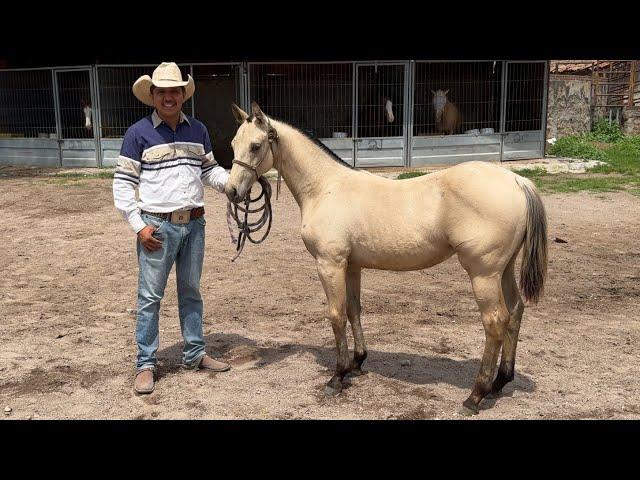 VENDIDAS TODAS - Potrancas En Rancho La Corporación