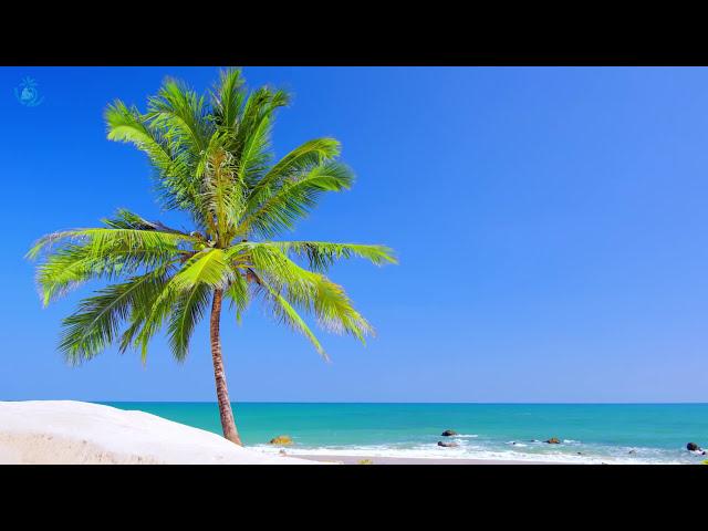  Tropical White Sand Beach with the Sound of Soothing Ocean Waves for Sleeping or Relaxation Enjoy!