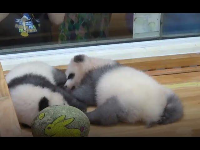 Grey panda makes debut at research base| CCTV English
