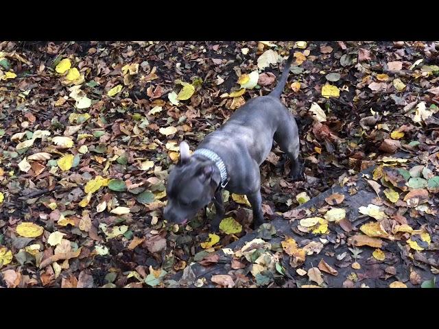 Blue Staffordshire Bull Terrier having a casual walk in the woods