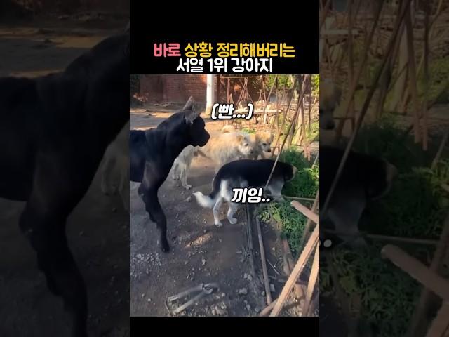 바로 상황 정리해버리는 서열 1위 강아지 #동물 #강아지
