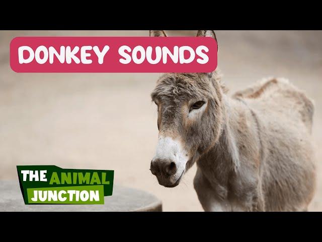 Donkey Sounds (Hee-Haw) - 1 min | Familiar Farm Animal Sounds | Familiar Noises on the Farm