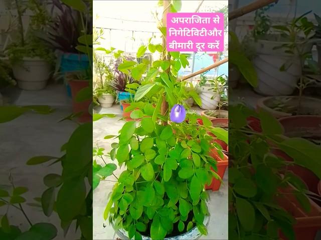 #gardening  Aparajita plant 🪴 short video 