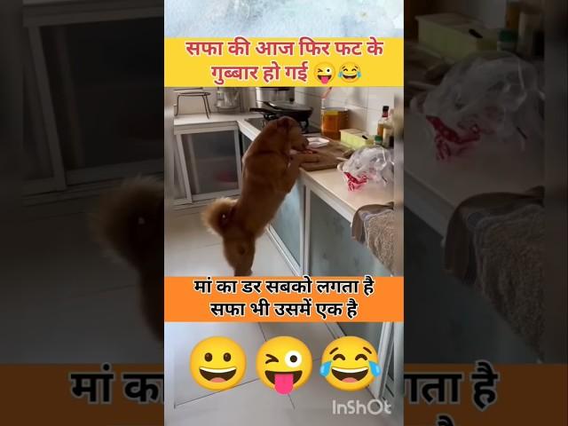 Mutton chor #doglover #dog #pets #petlovers #chafa #chafaf