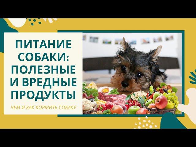 Чем кормить собаку: сбалансированное натуральное питание для собак, чем кормить йоркширского терьера